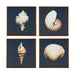 Framed-Naples-Seashells-4-Piece-Canvas-Art-White-Stone-Decor-2